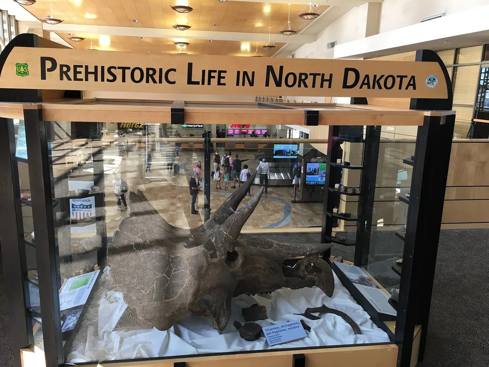 Triceratops exhibit on the upper level of the Bismarck Municipal Airport terminal, with baggage claim and rental-car counters visible below.