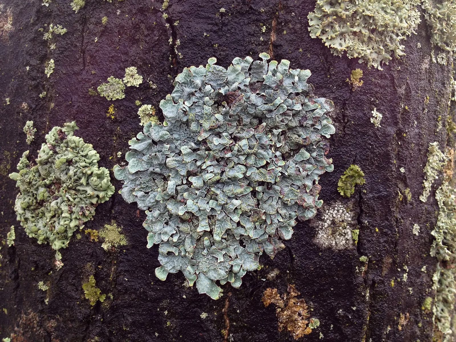 Parmelia sp. Landvetter Airport Parking Lot, Göteborg, Sweden.