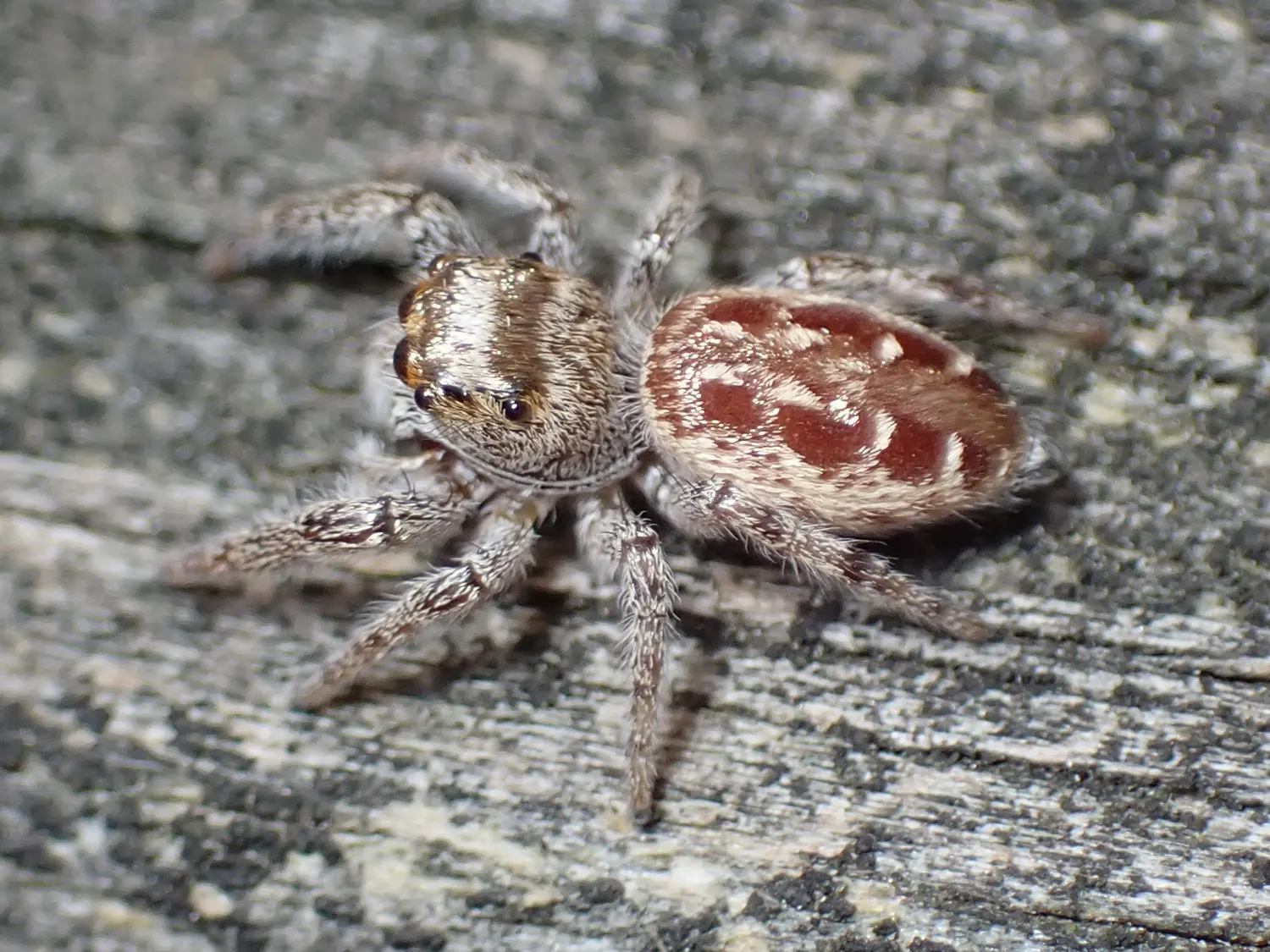 Female Bronze Jumping Spider ( Eris militaris ) in Tompkins County, New York