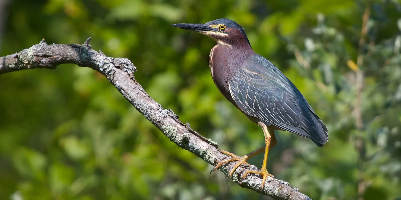 An adult Green Heron in New York, USA.
