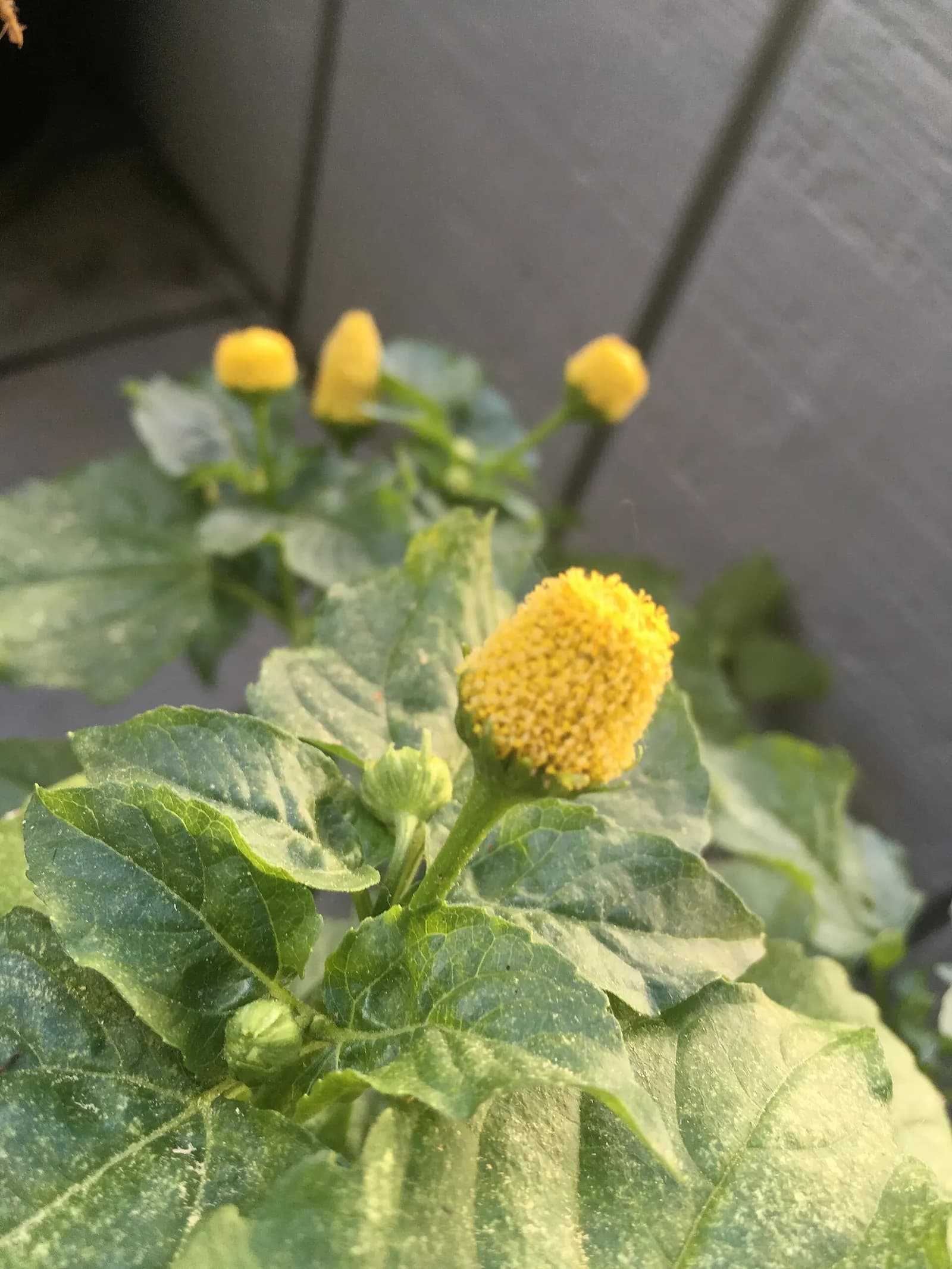 This is the flower and leaves of Acmella alba.