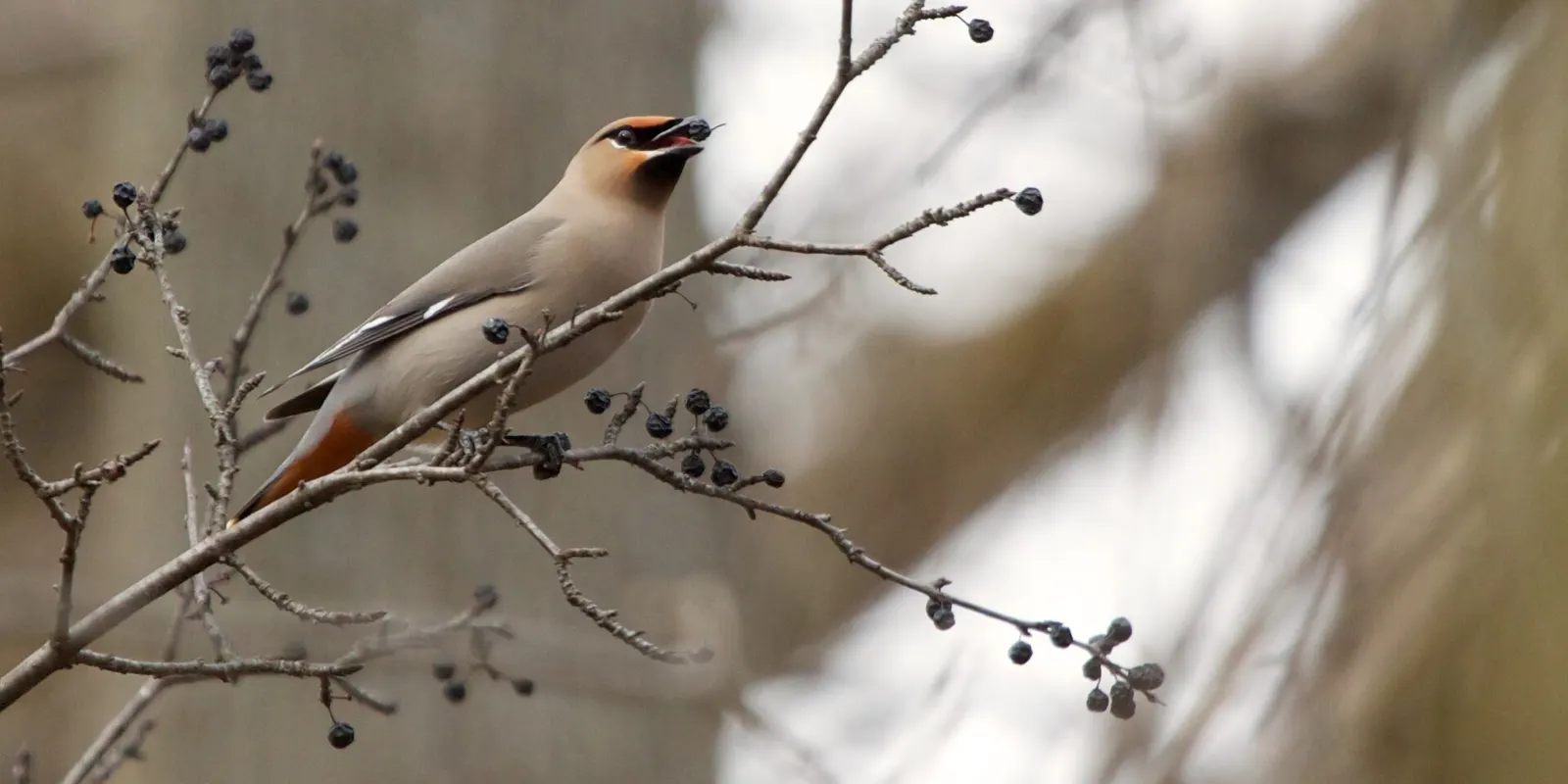 a flock of bohemian waxwings visited the Cornell Lab of Ornithology in April and stuck around for a week before disappearing. Fantastic to see them up close and feeding.