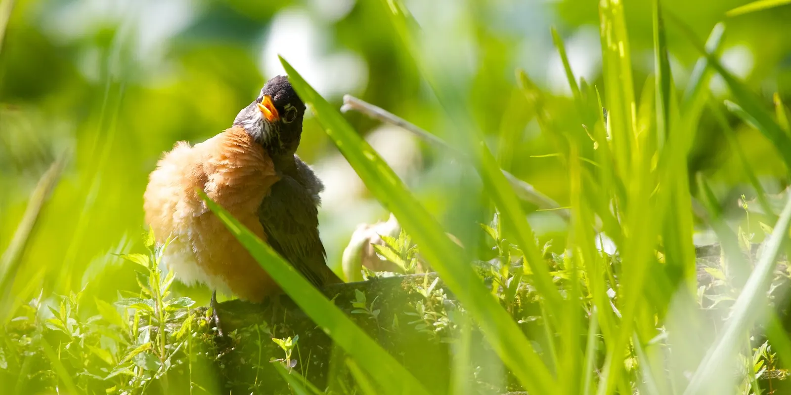 A few minutes of this behaviour followed by some vigorous cleaning, and the Robin packed up and walked off. I suspect the Robin is 'sunning itself', as <a href=" https://www.flickr.com/photos/qmnonic/2466877143/ ">I've seen in Mourning Doves in the past</a>. As noted with the Mourning Do