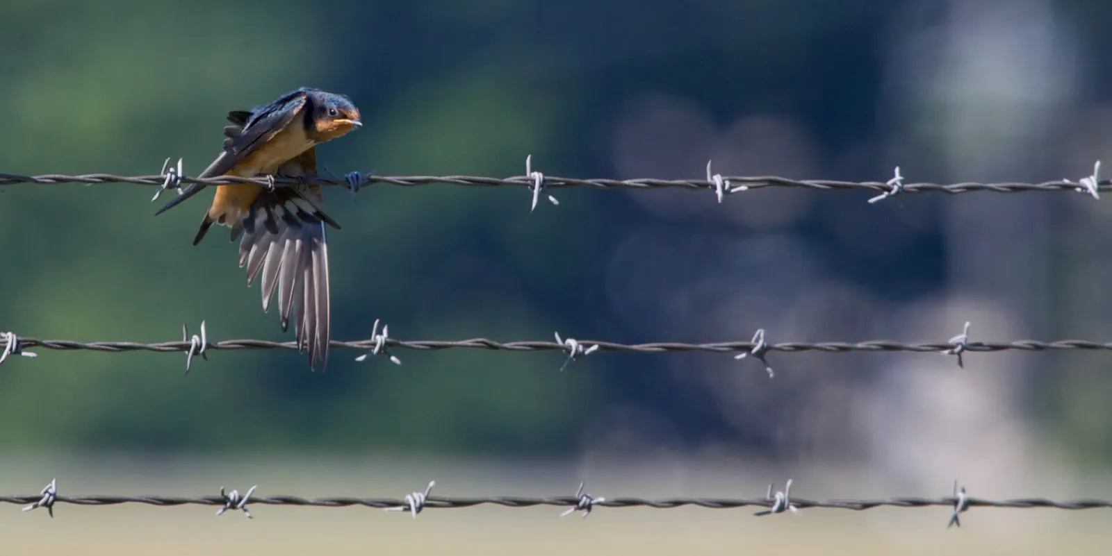 Barn Swallow at Ithaca Tomkins Airport