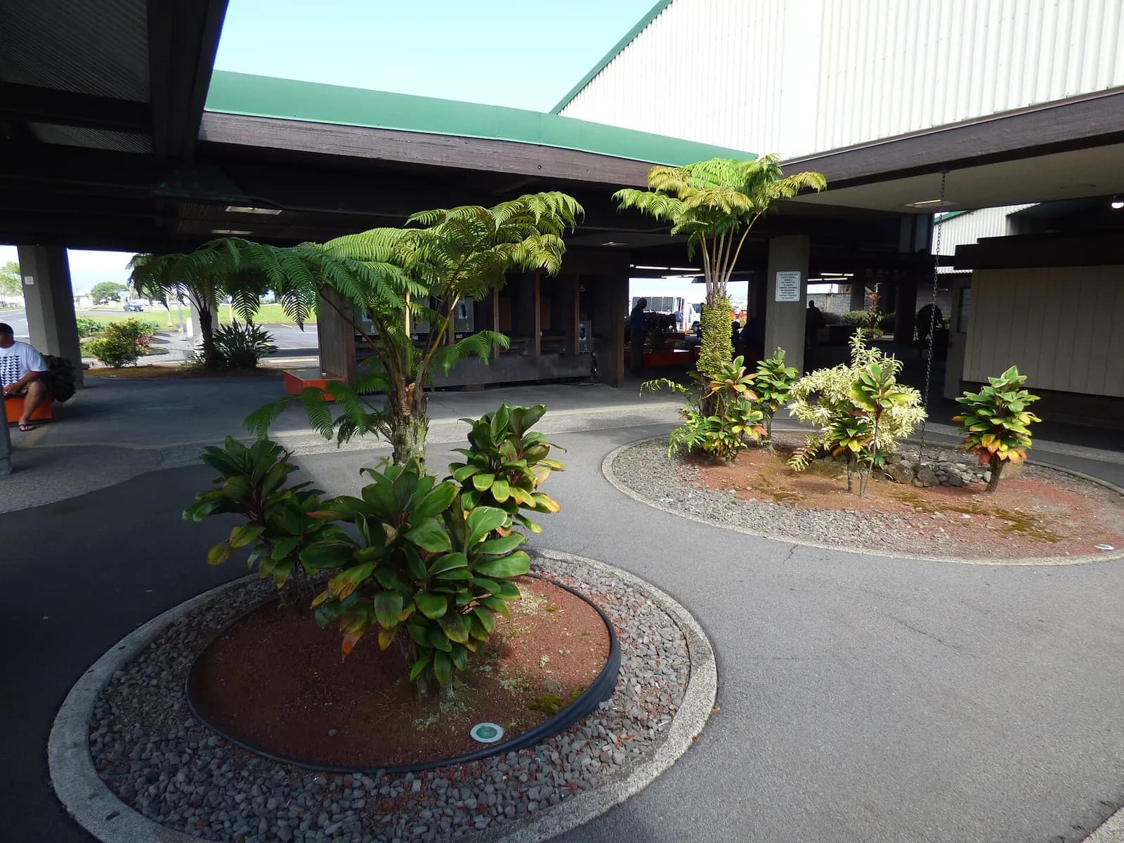 Ti-leaf landscaping at Hilo International Airport, April 2018
