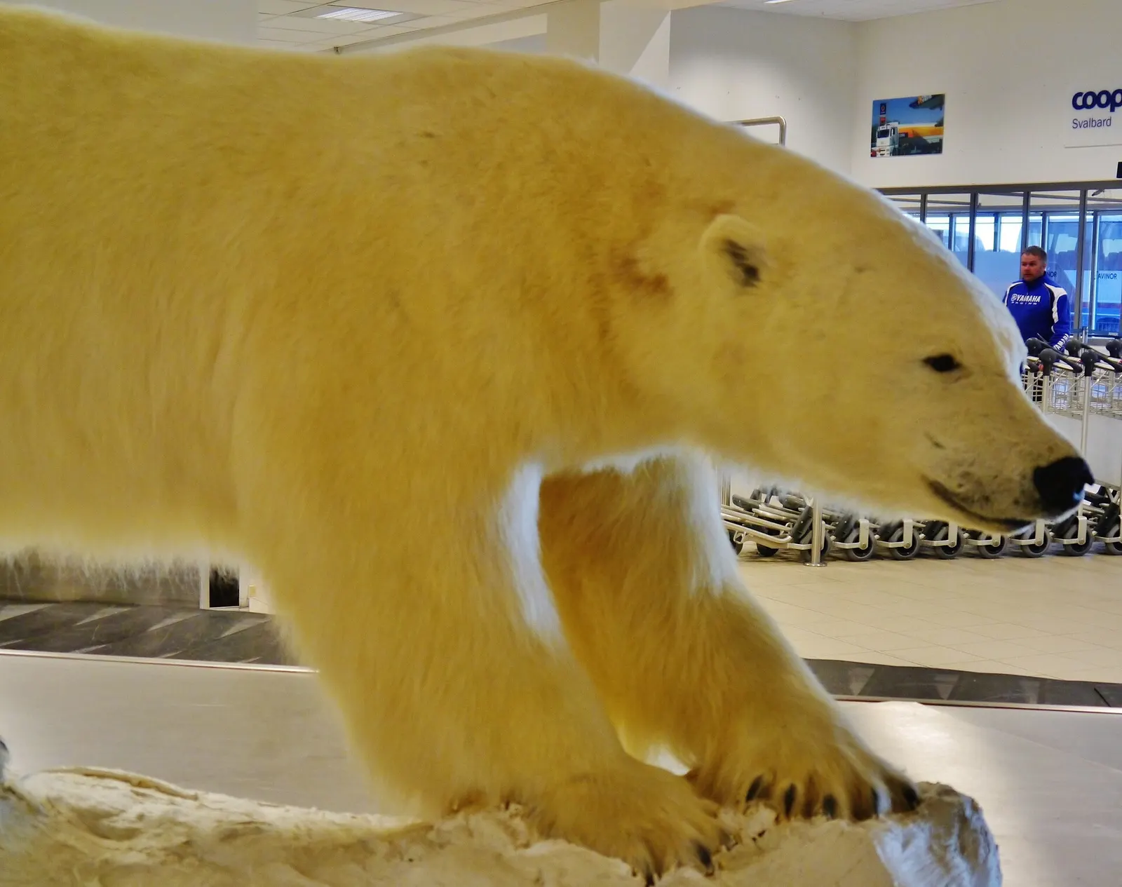 Polar Bear inside Svalbard Airport, Longyearbyen, Spitsbergen, Norway