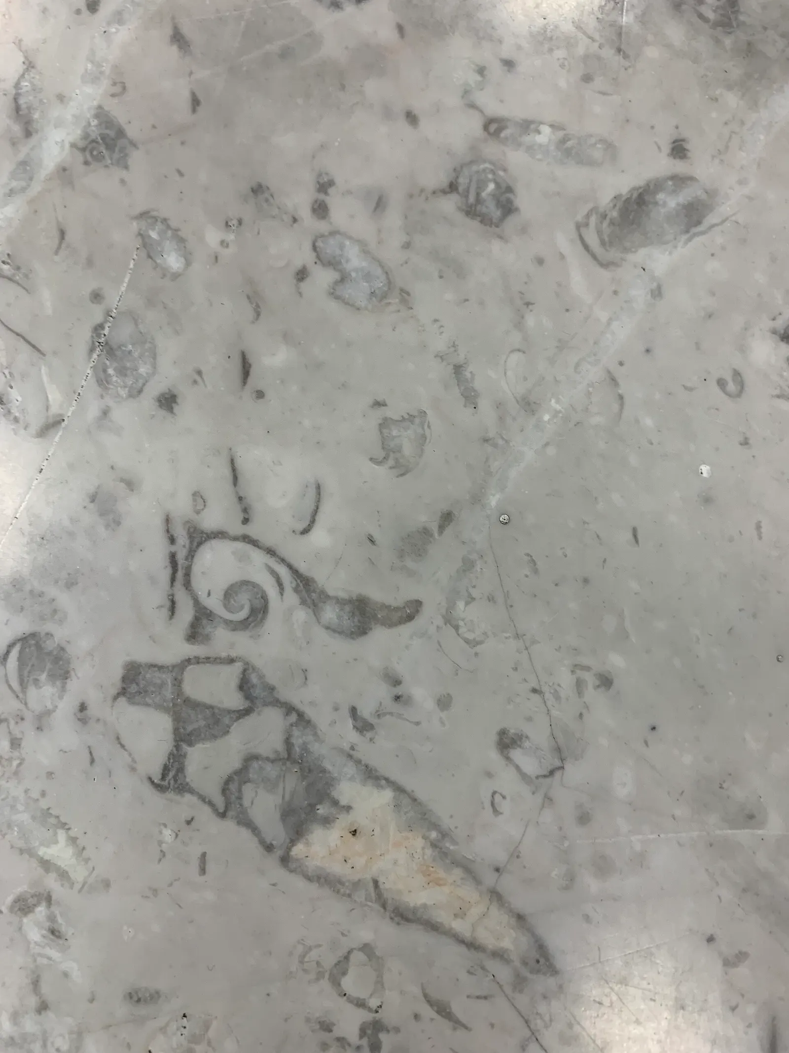 Fossil specimens displayed in a glass case along a corridor inside Mexico City International Airport.