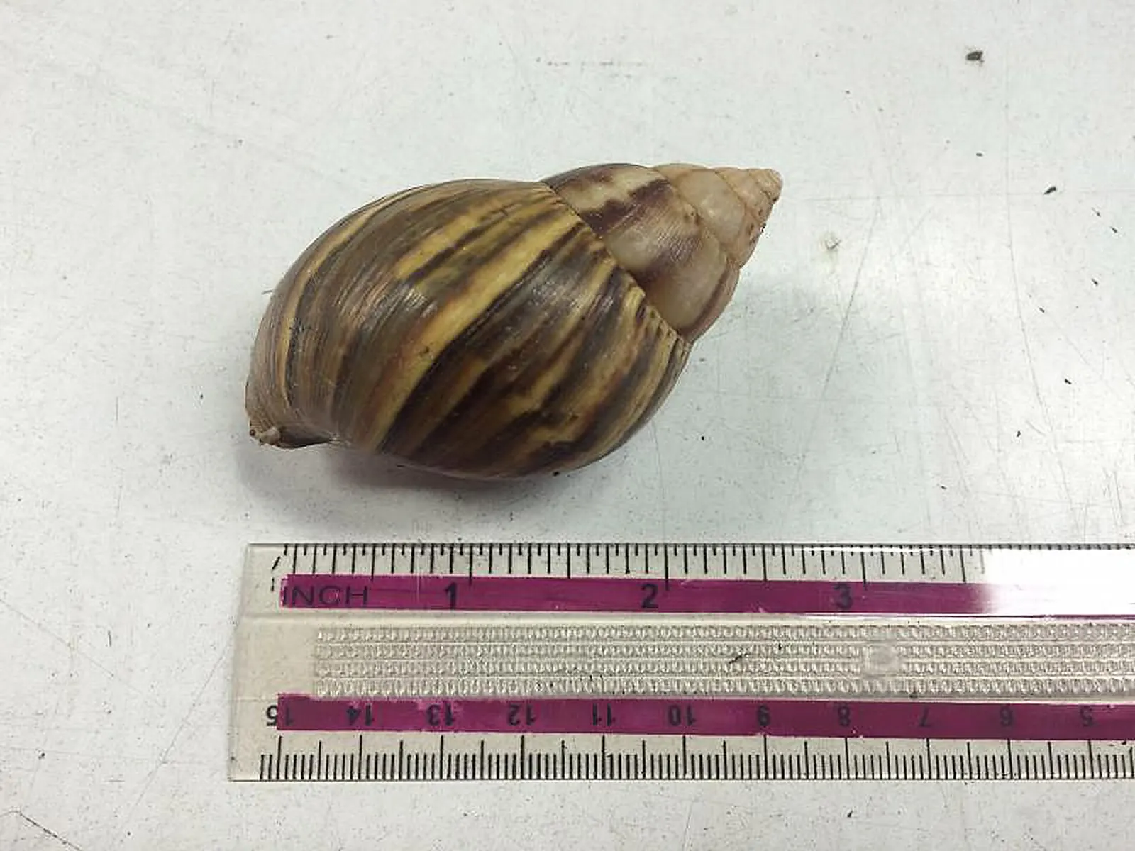 SAN FRANCISCO — U. S. Customs and Border Protection Agriculture Specialists working at the Port of Oakland discovered two live Giant African Snails along with a pile of dead snail eggs in early December while examining a cargo shipment of wooden pallets from American Samoa. Seen here are Giant Afric