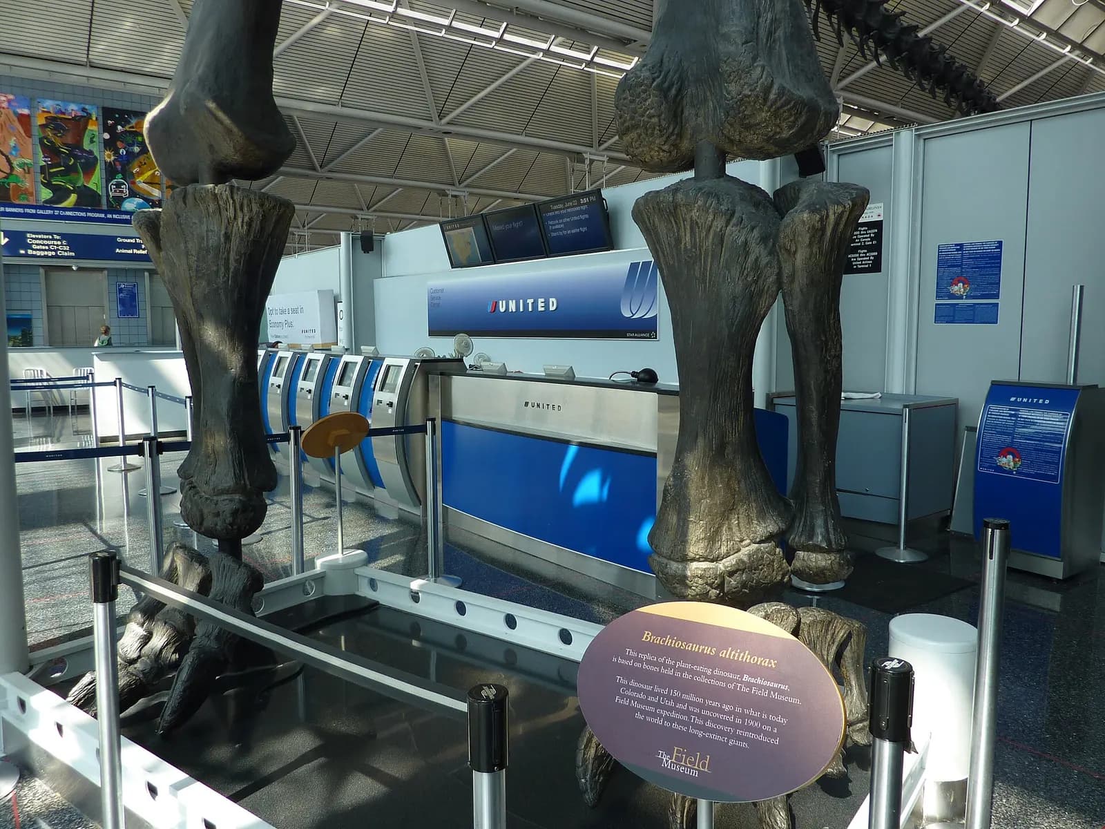 A towering Brachiosaurus dinosaur skeleton replica stands in a busy concourse beside a United Airlines service counter.
