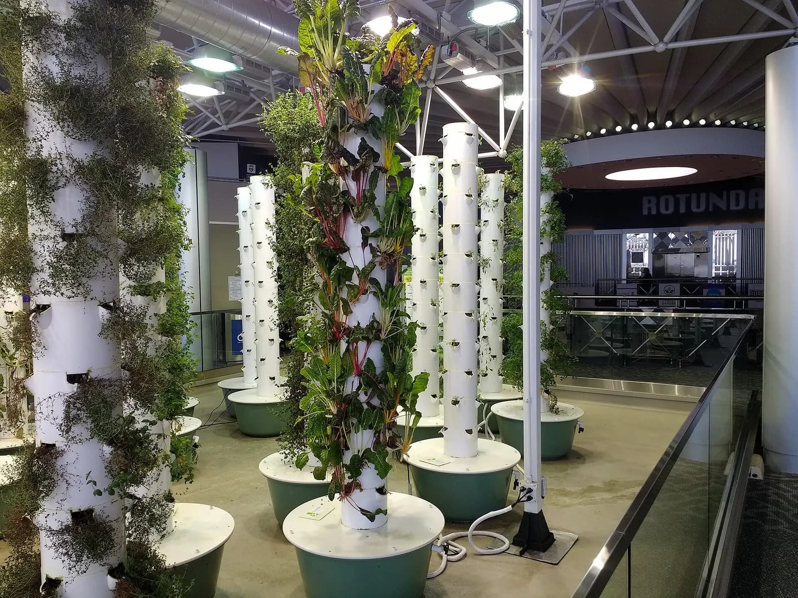 Rows of leafy plants grow in a vertical aeroponic garden display inside Terminal 3.