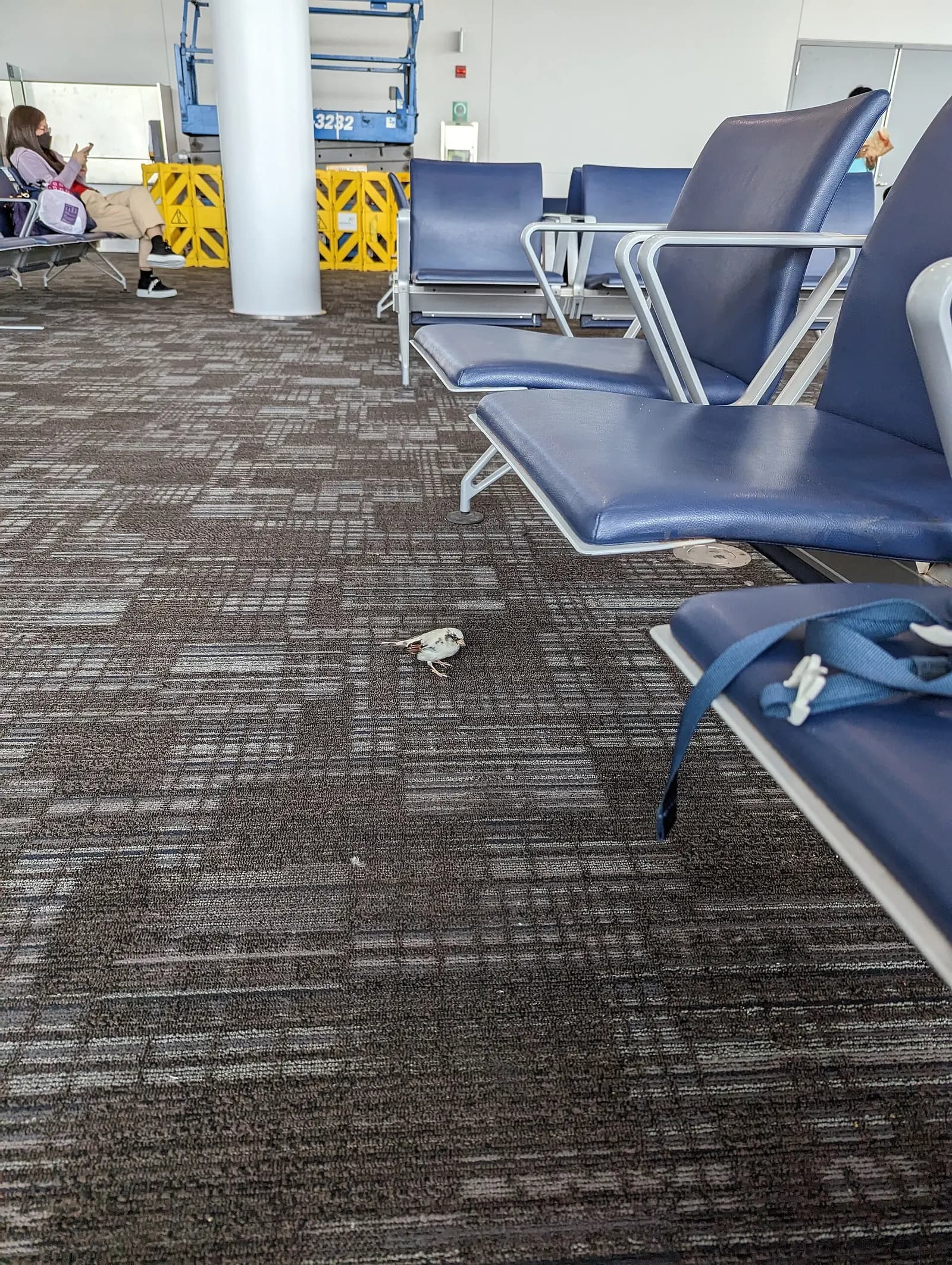 Bird inside Terminal 1 of Toronto Pearson International Airport